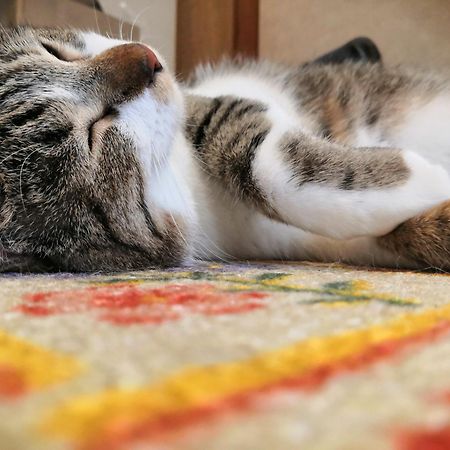 Tiny Guesthouse Umekoji 梅小路 เกียวโต ภายนอก รูปภาพ