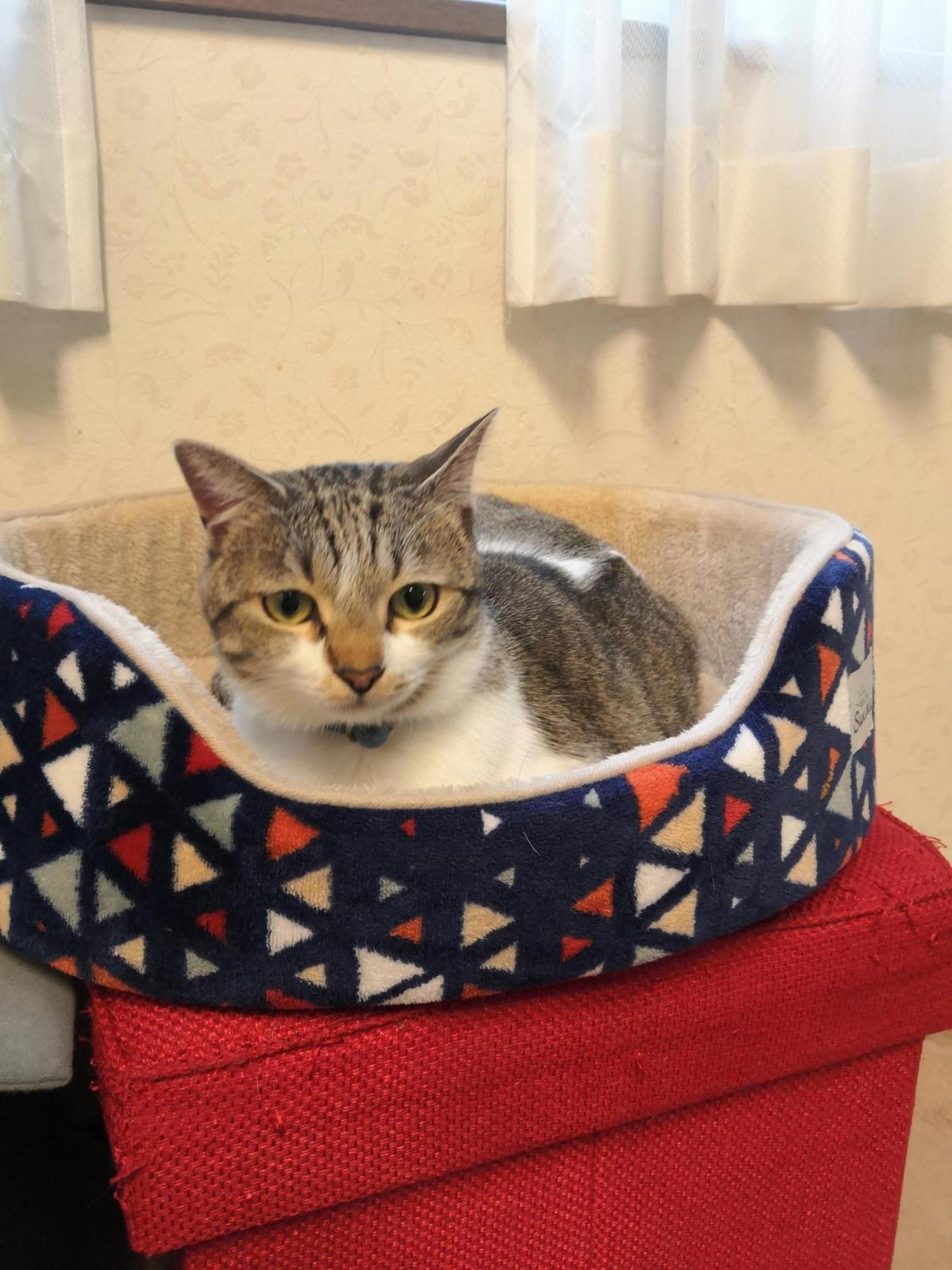 Tiny Guesthouse Umekoji 梅小路 เกียวโต ภายนอก รูปภาพ